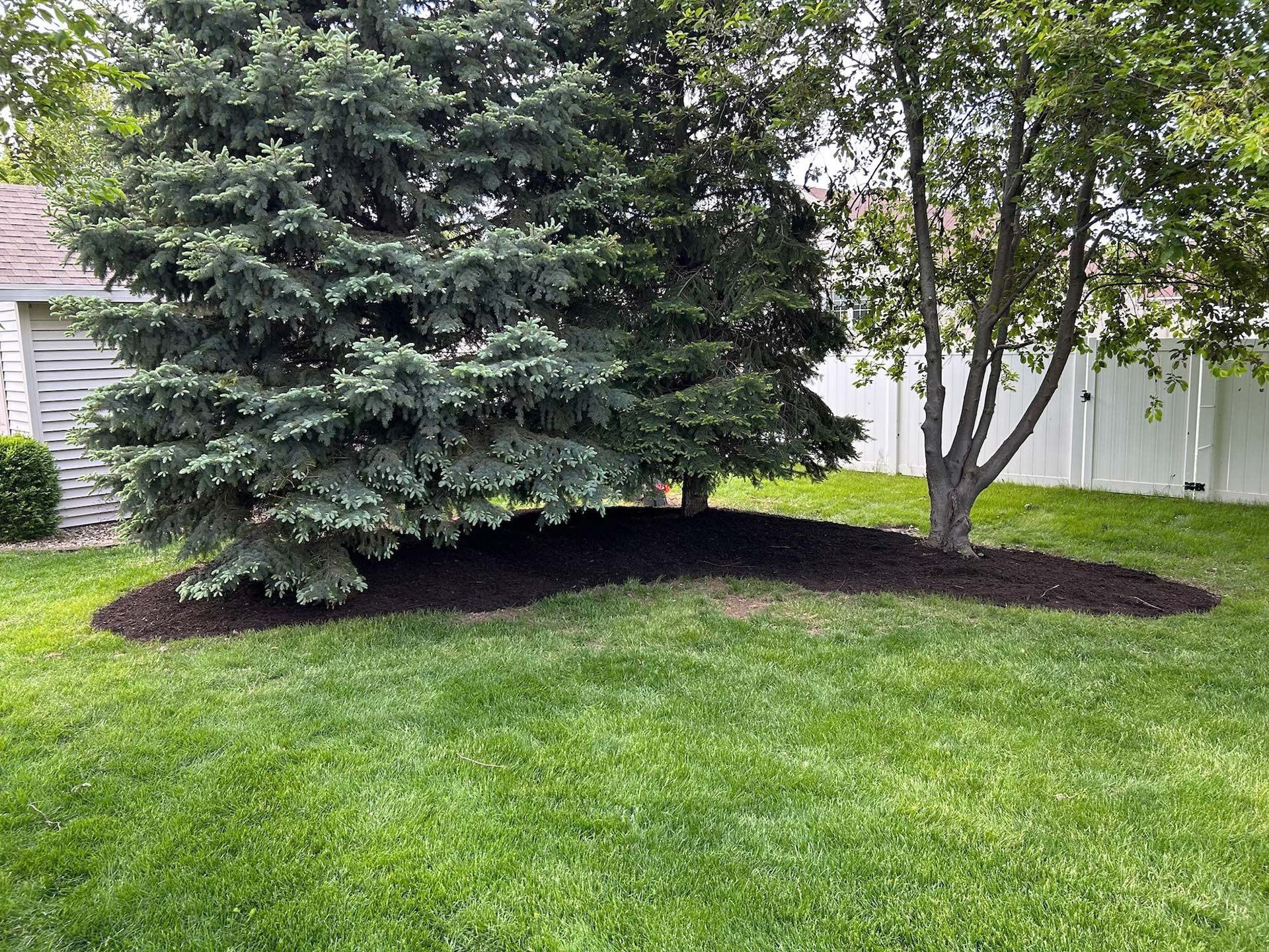 A large evergreen and a small tree in a grassy yard with dark mulch beds