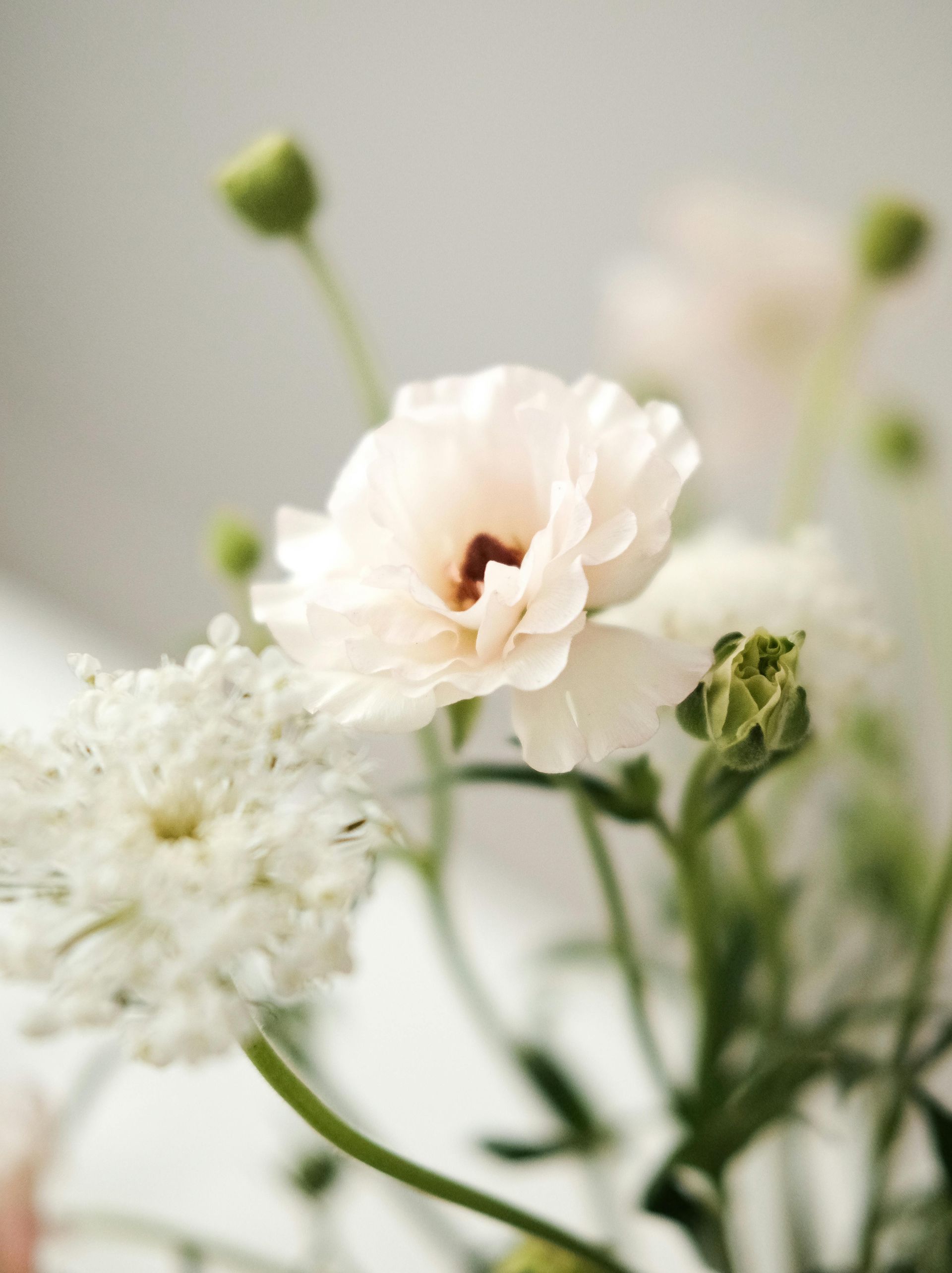 Pale pink ranunculus and white Queen Anne's lace flowers in soft focus against a white background.