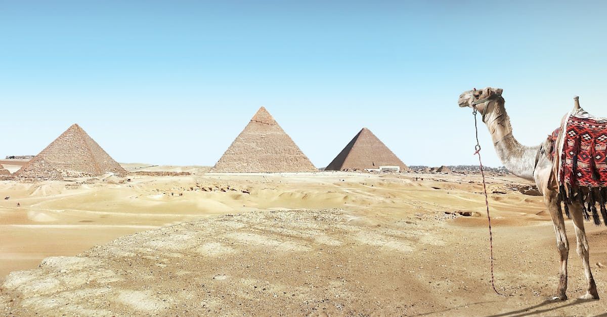 A camel is standing in front of the pyramids in the desert.