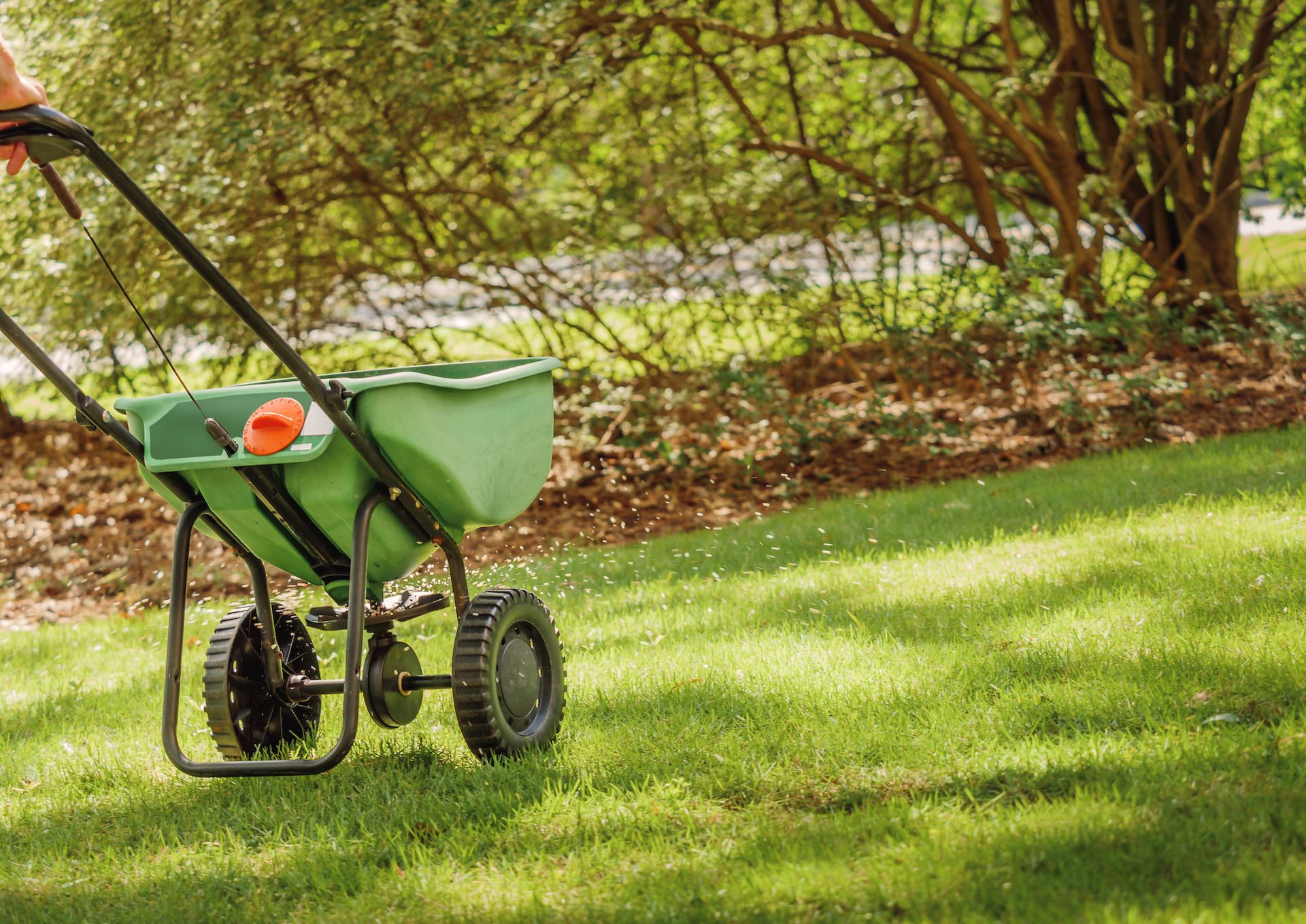 Person using a green spreader to apply granular fertilizer to a green lawn. Sunlight, trees in background.
