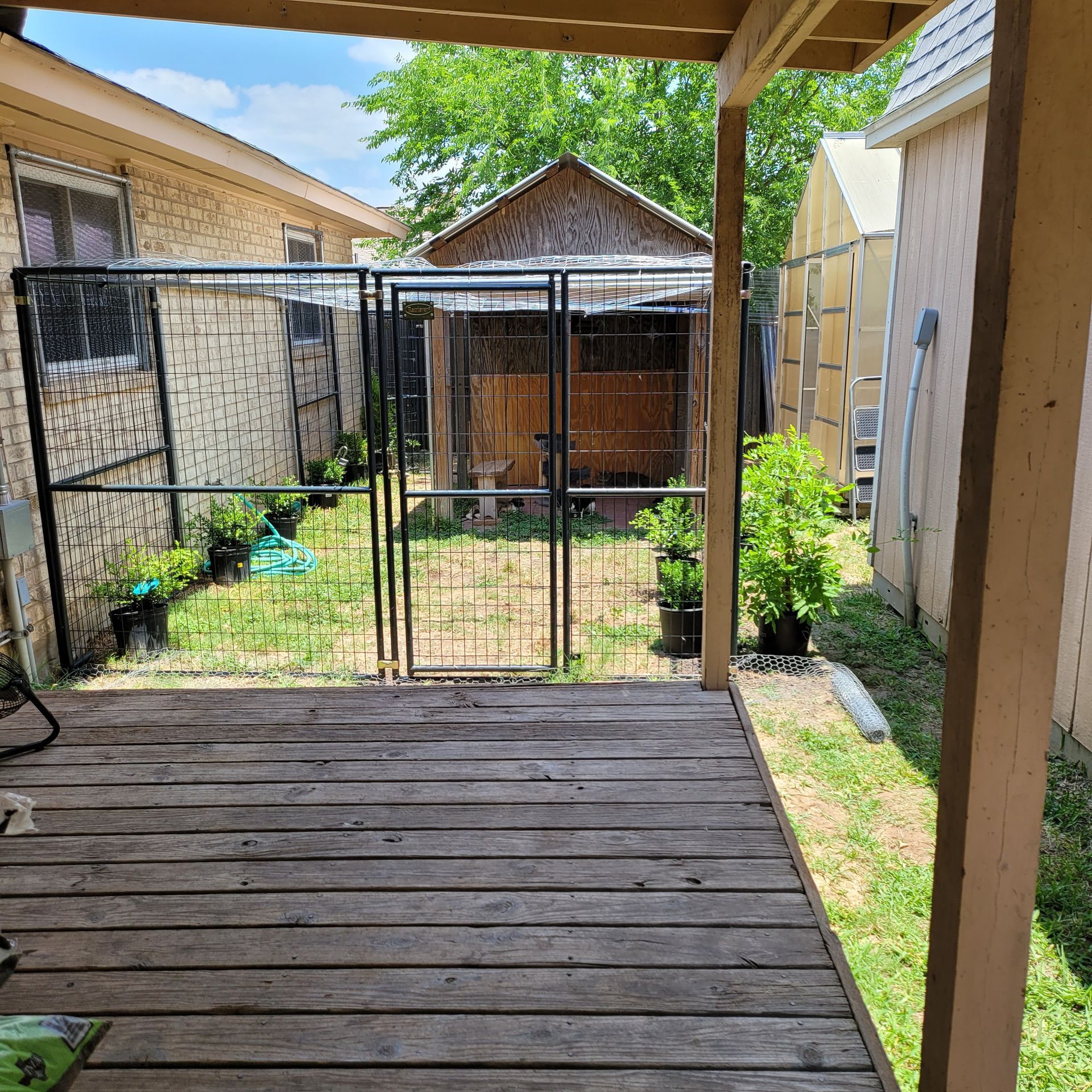 Backyard wooden deck under a patio, facing a black metal kennel gate and small shed in a grassy yard