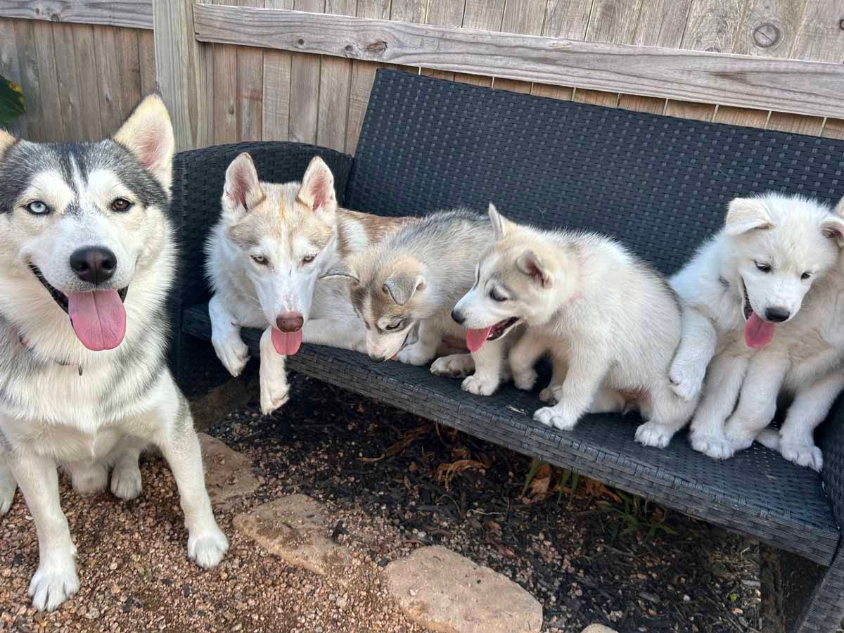 Five husky puppies lounging on a bench outdoors, panting with tongues out.