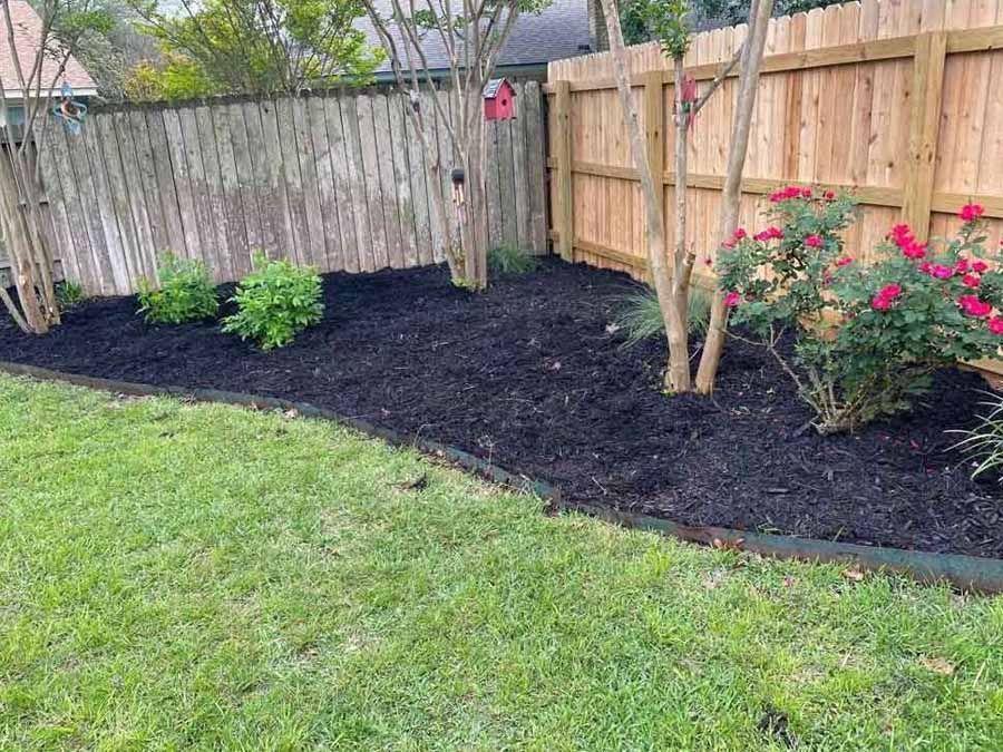 Backyard garden bed with dark mulch, young shrubs, flowering bushes, and a wooden fence along the edge