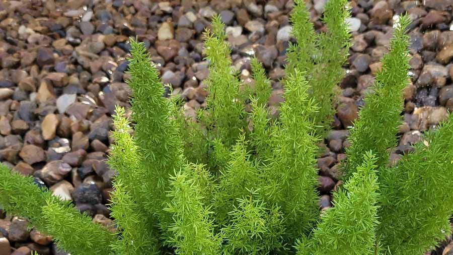 Bright green feathery plants growing among brown pebbles in a garden bed