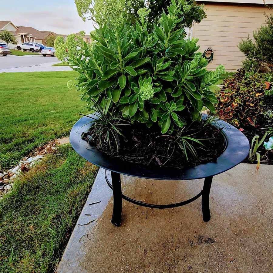 Potted green shrub in a black planter on a concrete patio beside a lawn
