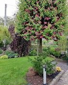 mazzarone giardini