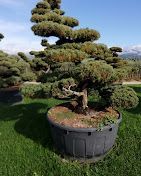 mazzarone giardini