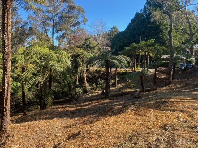 Wooded garden path with ferns, trees, and a small pavilion on a sunny day