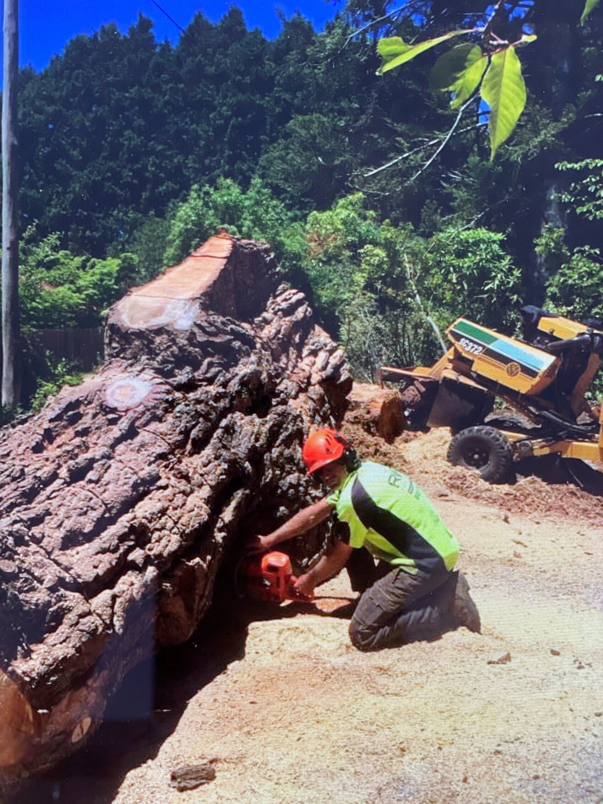 Worker in neon vest crouches under a fallen tree trunk on a rural road beside a backhoe.