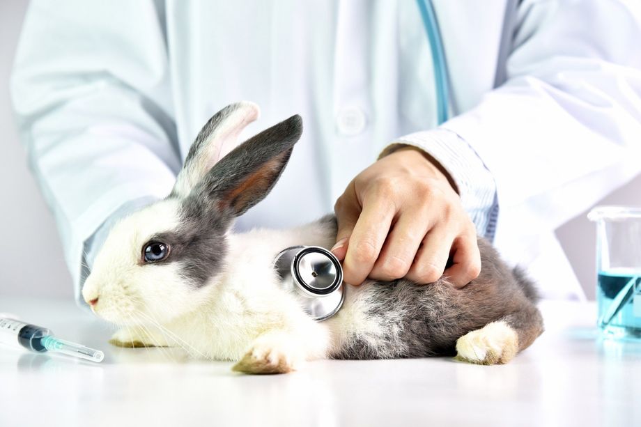 Veterinaria