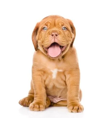 Cucciolo