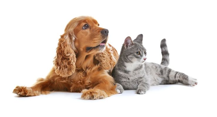 Cane e gatto