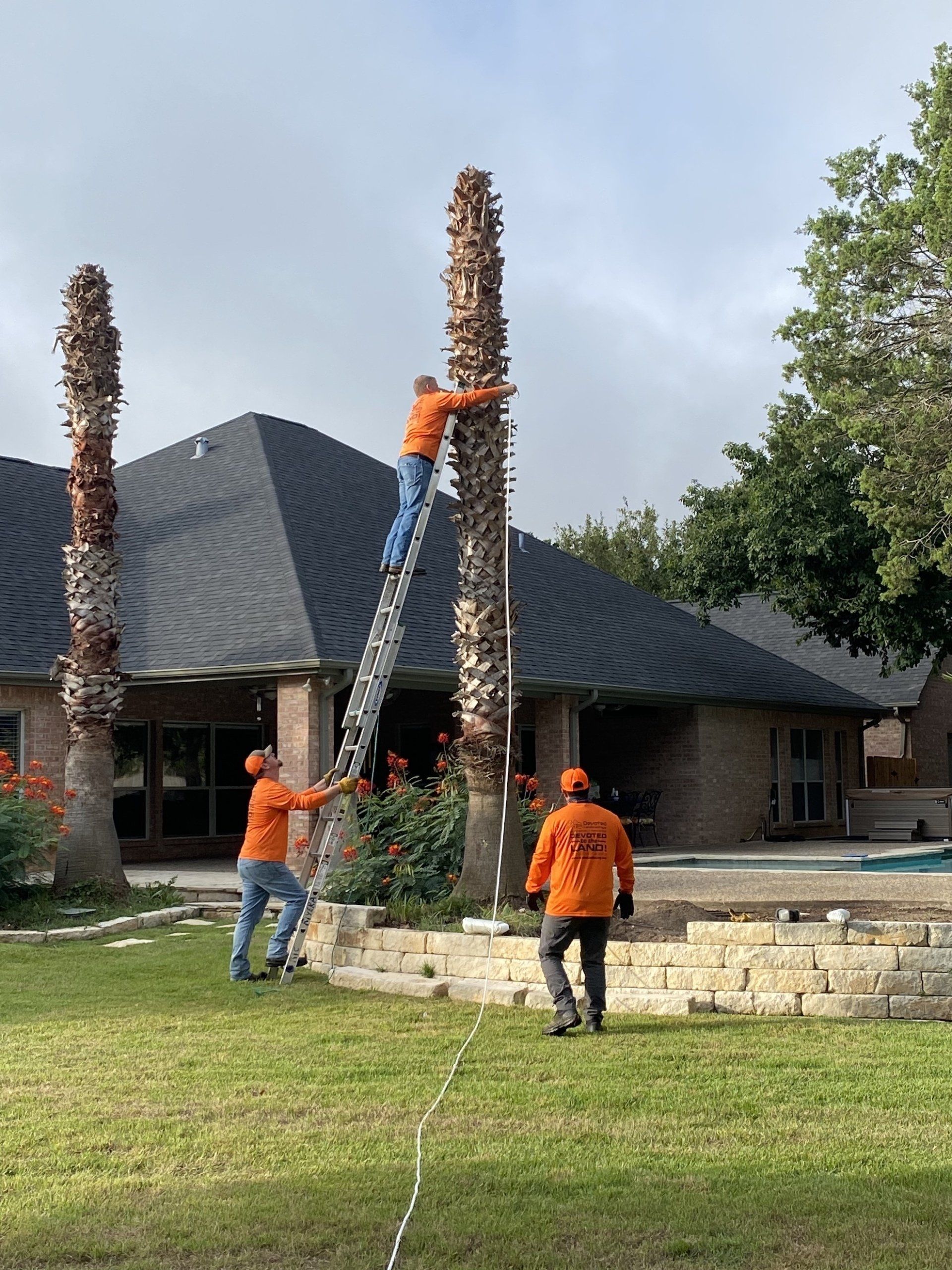 Tree Service