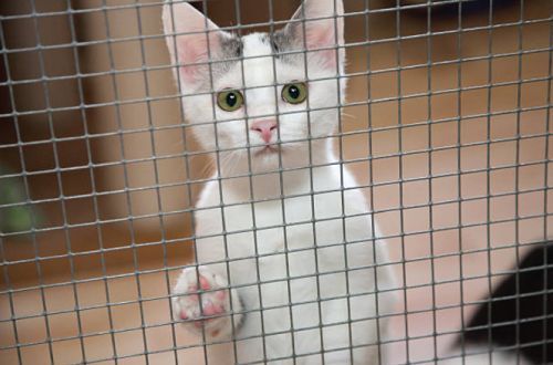 Cat Cage Sponsorship Forever Friends Foudation