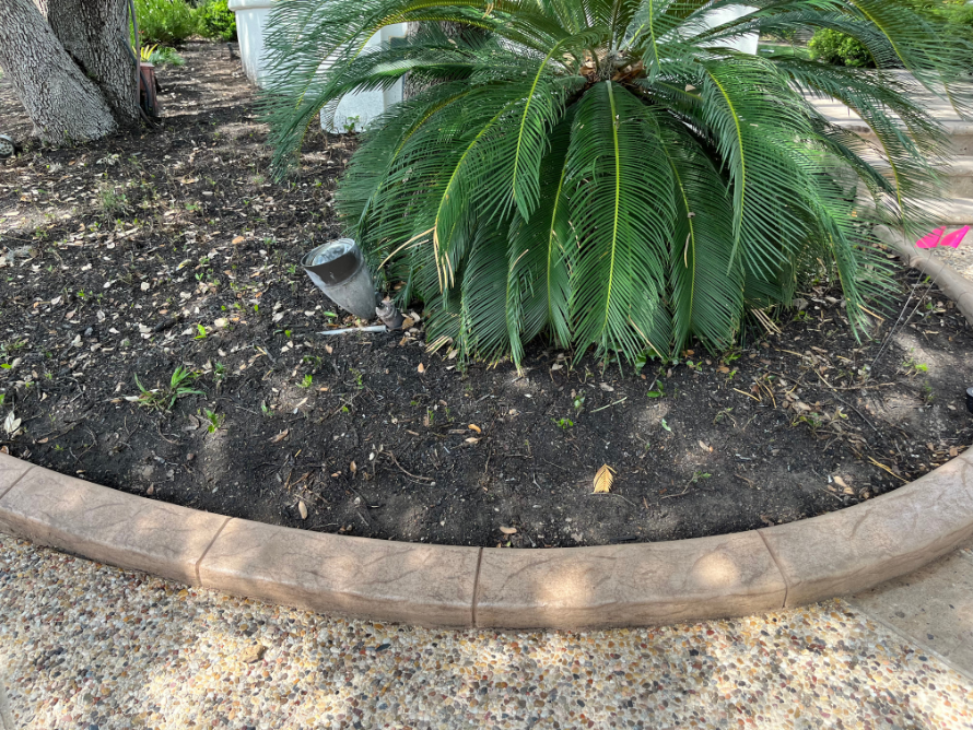 There is a palm tree in the middle of the garden.