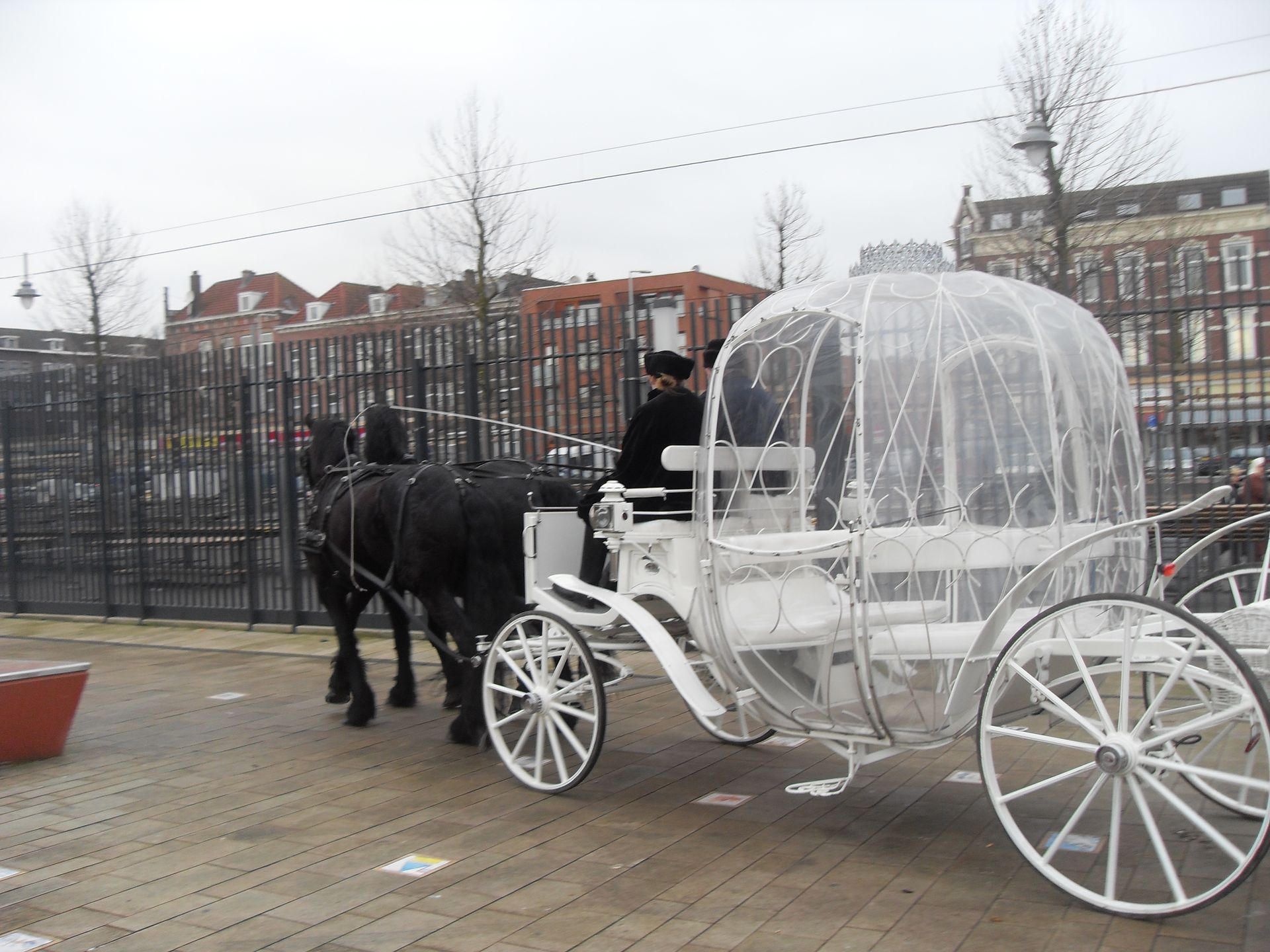 Een zwart paard trekt een witte koets met een transparante koepel op een stadsstraat.