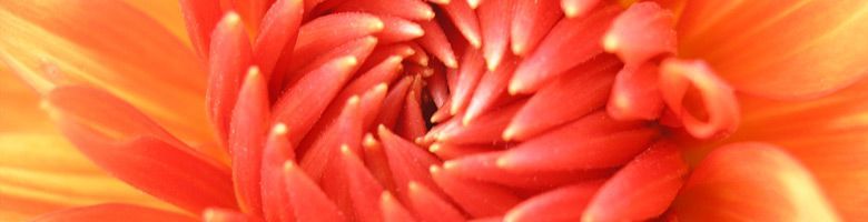 Close-up van een levendige rood-oranje bloem met gelaagde bloemblaadjes en een zacht vervaagde achtergrond.