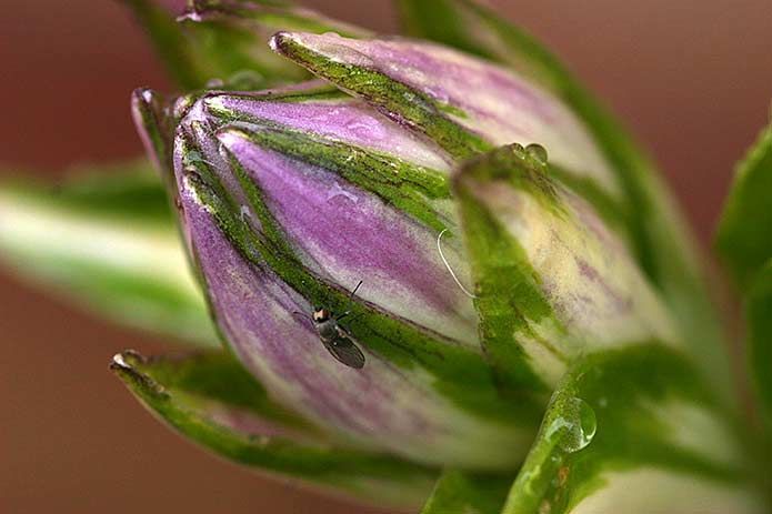 Close-up van een paarse bloemknop met groene kelkblaadjes en kleine zwarte insecten erop.