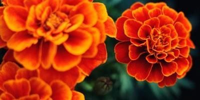 Close-up van feloranje en rode goudsbloemen tegen een donkergroene achtergrond.