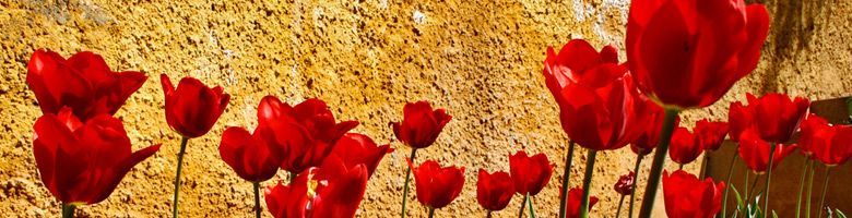Rode tulpen in bloei tegen een warme, goudkleurige, gestructureerde achtergrond.
