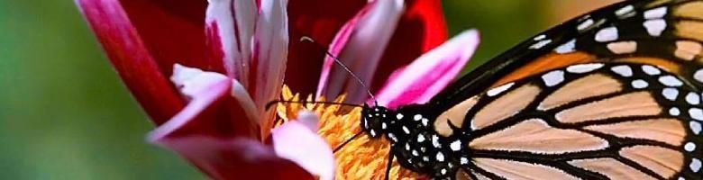 Monarchvlinder op een roze bloem, close-up met oranje en zwarte vleugels