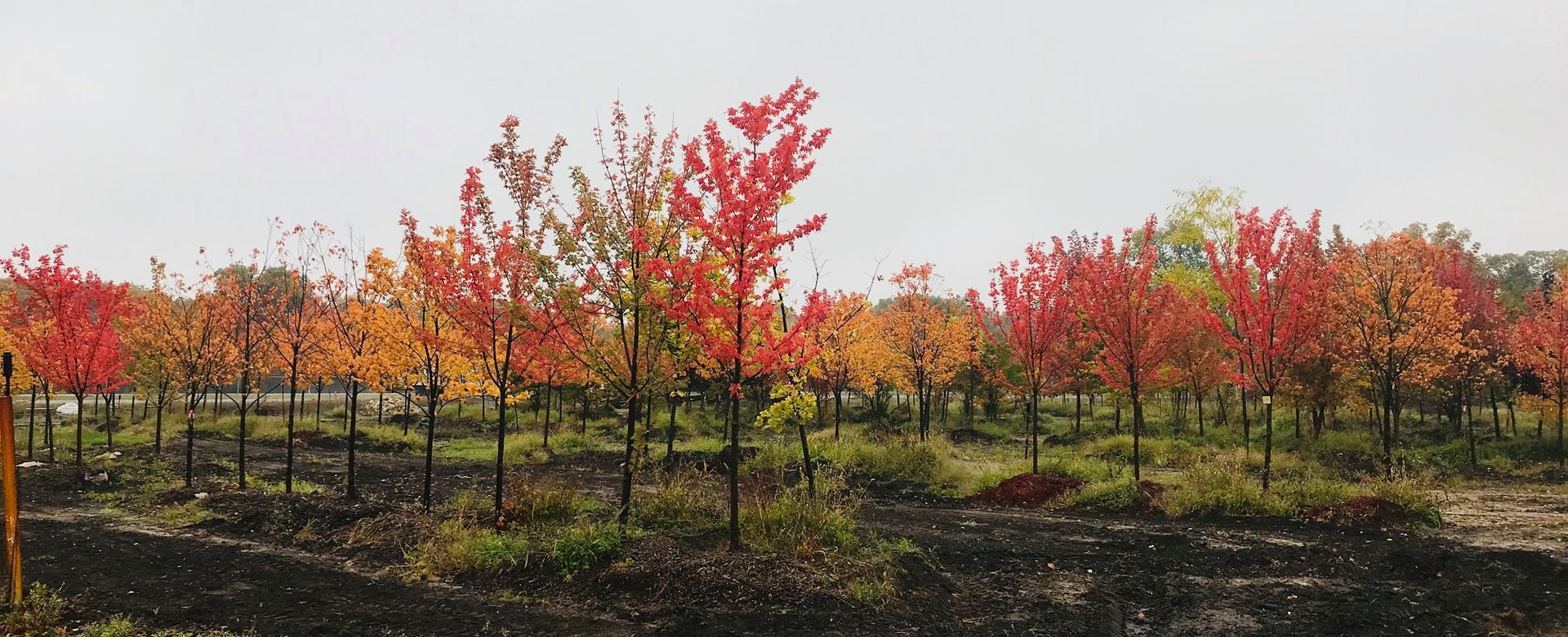 Rows of young autumn trees with red and orange leaves in a nursery field