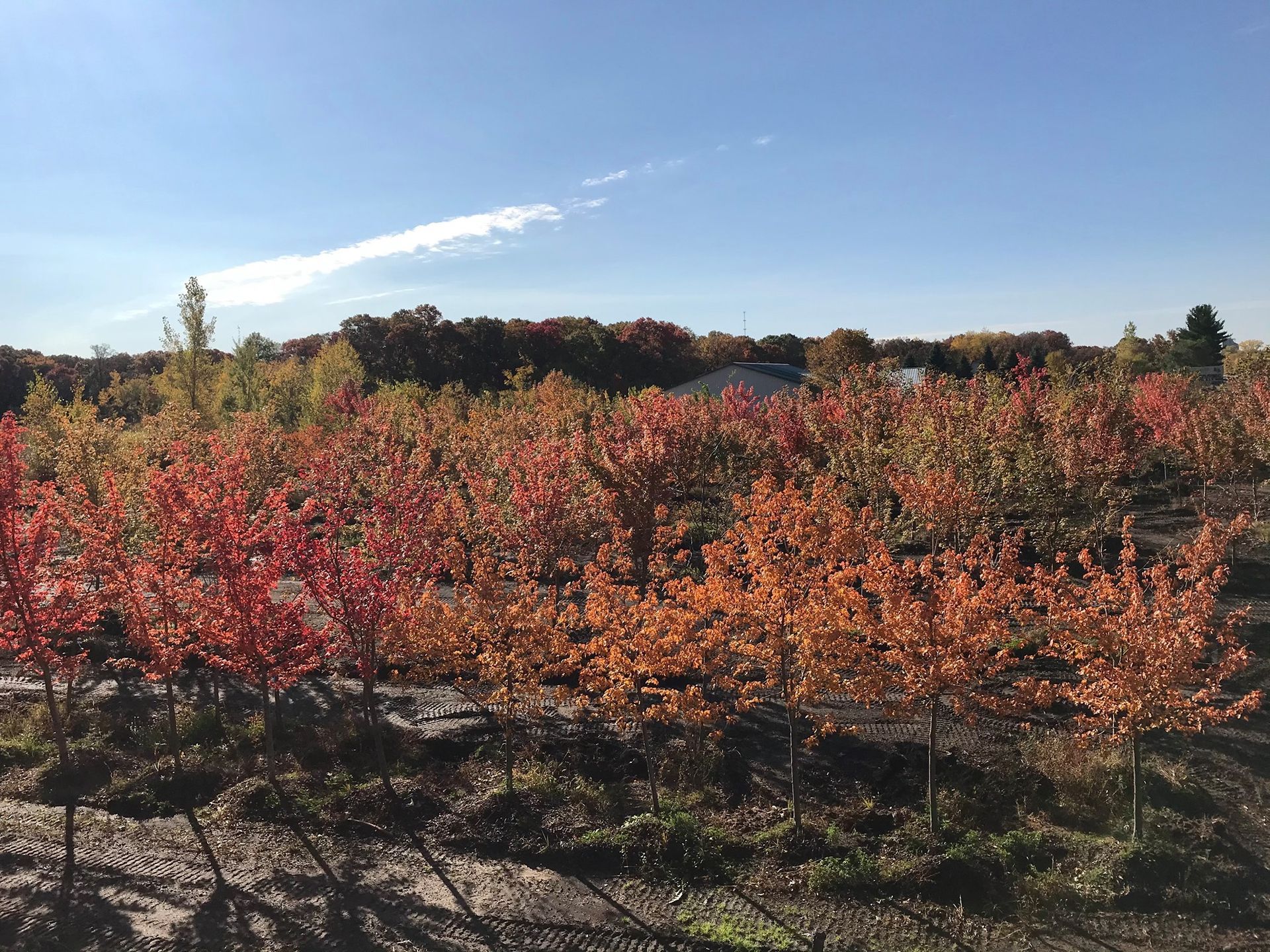 Rows of red-orange shrubs in a field under a clear blue sky