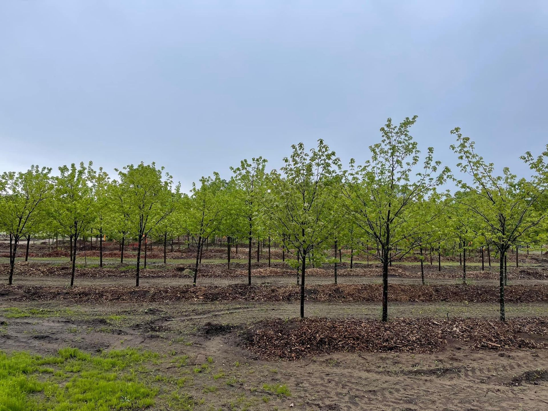 Young orchard rows with small green trees under a cloudy sky, viewed across dry ground