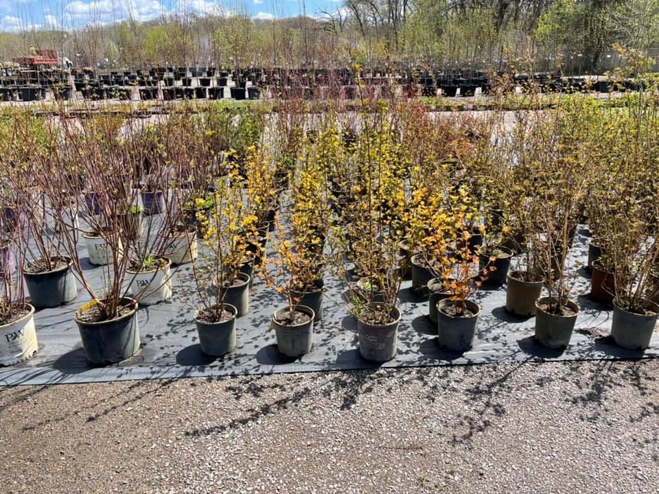 Potted shrubs and young trees displayed in rows at an outdoor nursery on a sunny day