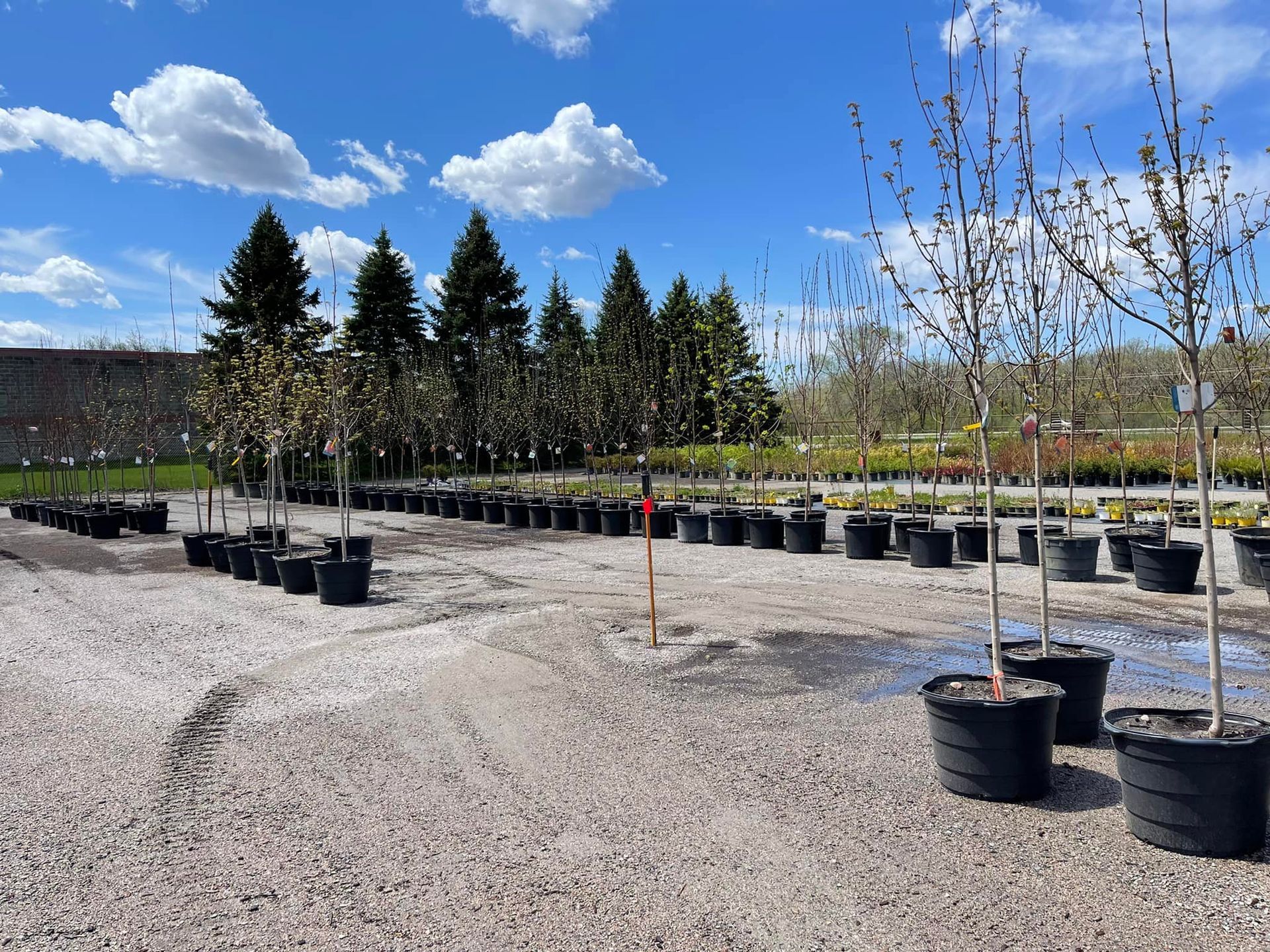 Rows of potted saplings in a nursery under a bright blue sky
