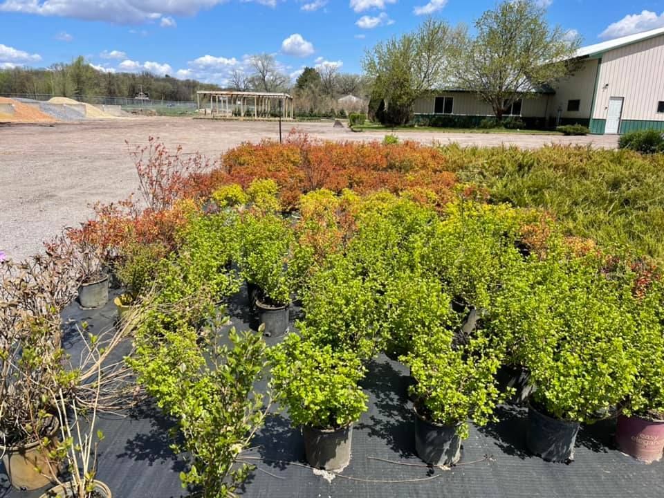 Potted shrubs and colorful plants arranged outdoors at a nursery on a sunny day