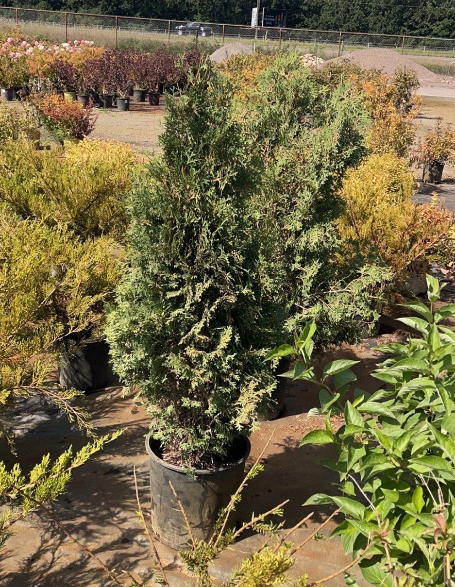 Potted evergreen shrub in a nursery, with other plants in the background.