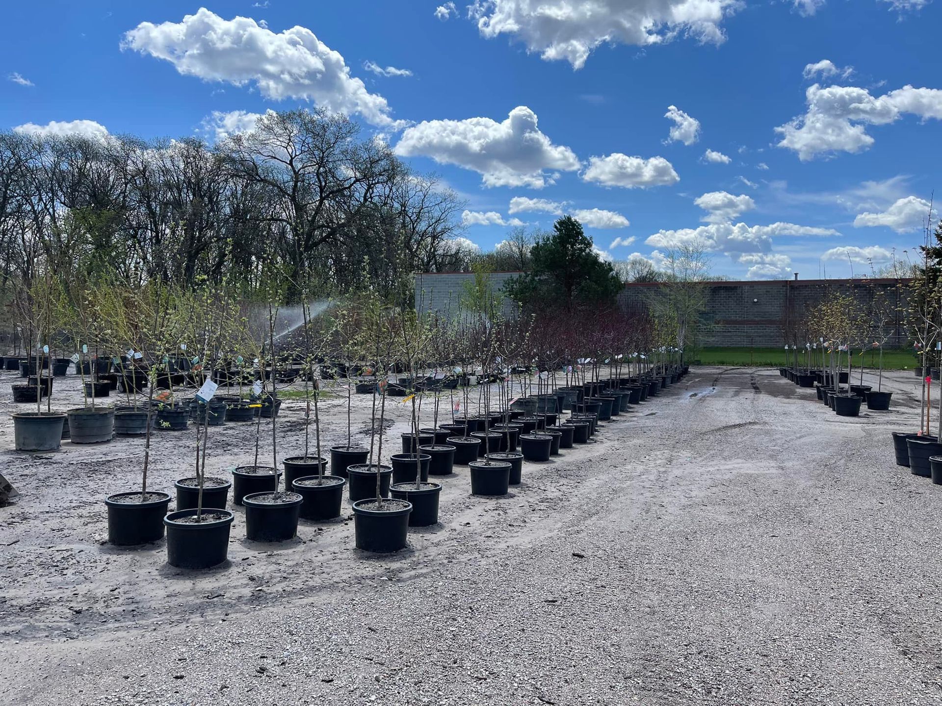 Rows of young trees in black pots on gravel under a bright blue sky with clouds