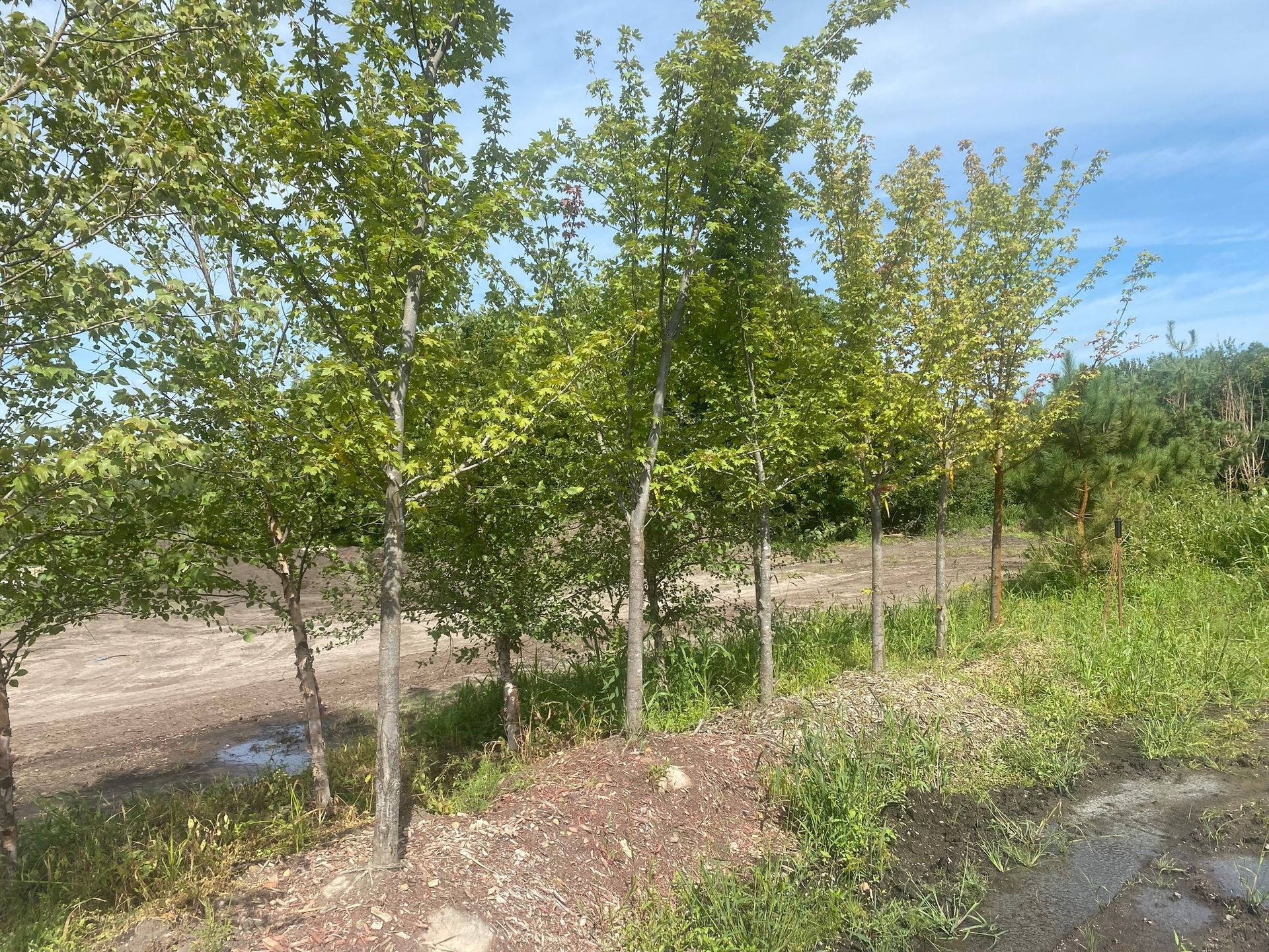 Row of young green trees beside a dirt path and shallow water under a bright sky