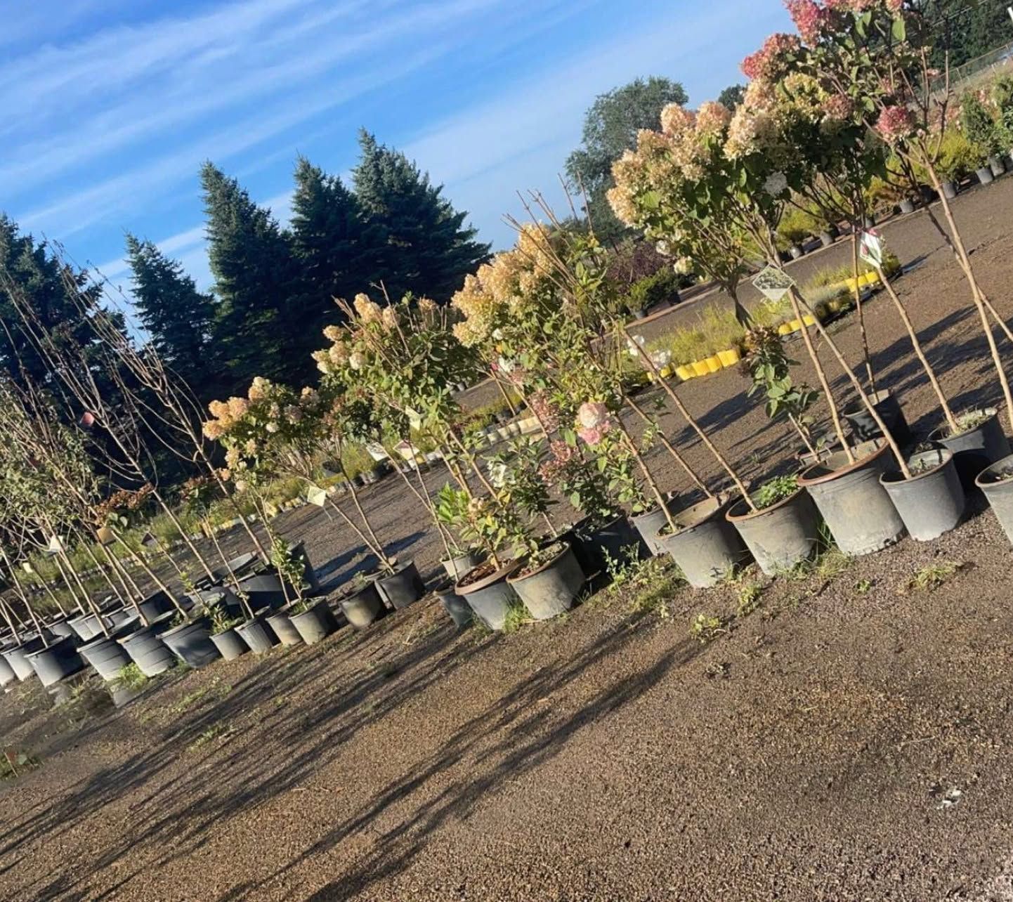 Rows of potted nursery trees and flowering shrubs in a sunny outdoor garden center