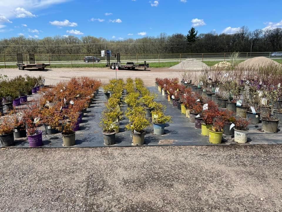 Potted shrubs and small trees arranged in rows at an outdoor nursery under clear sky