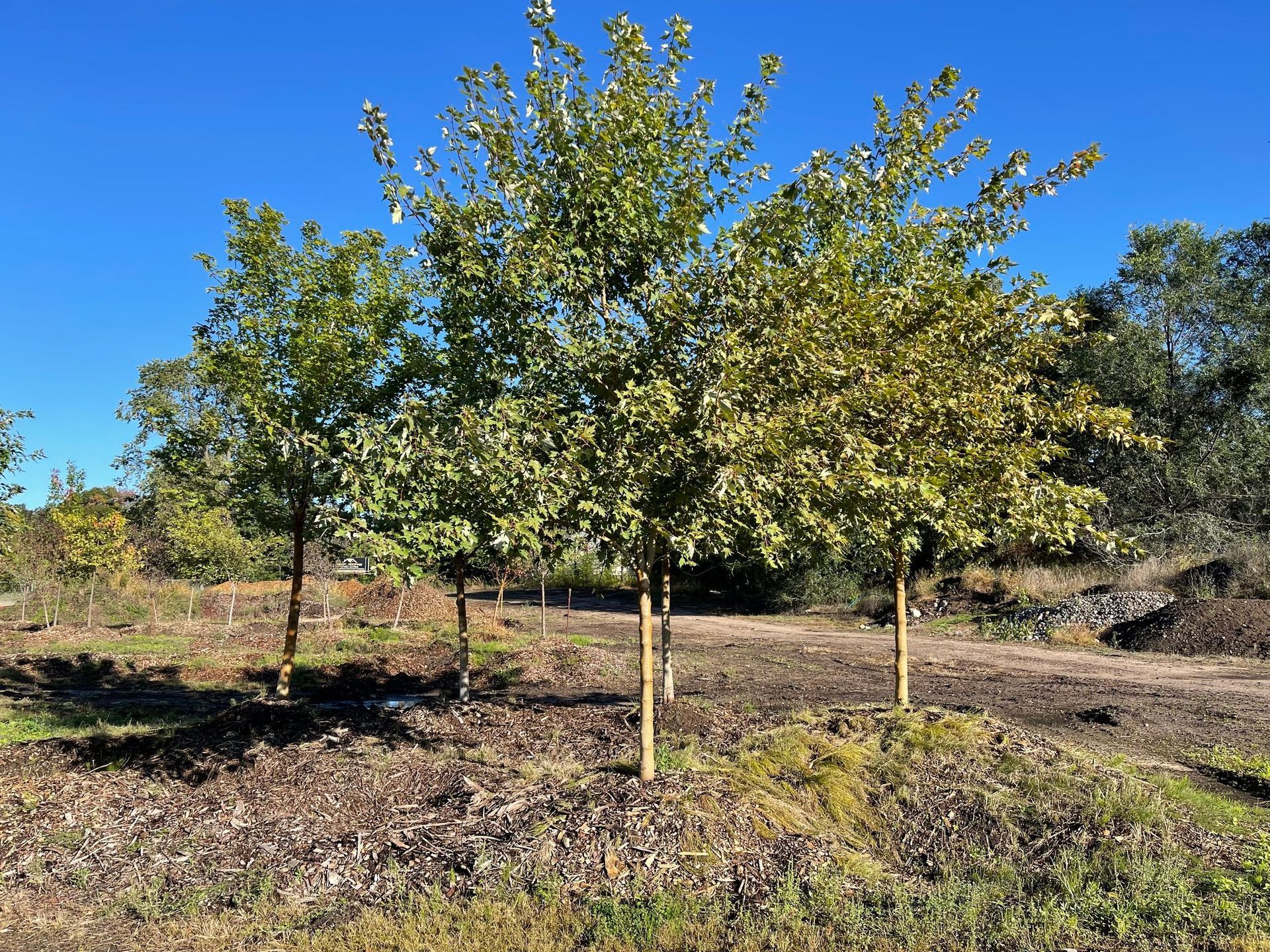 Young trees in a field under a clear blue sky, with mulch around their trunks and dry ground.