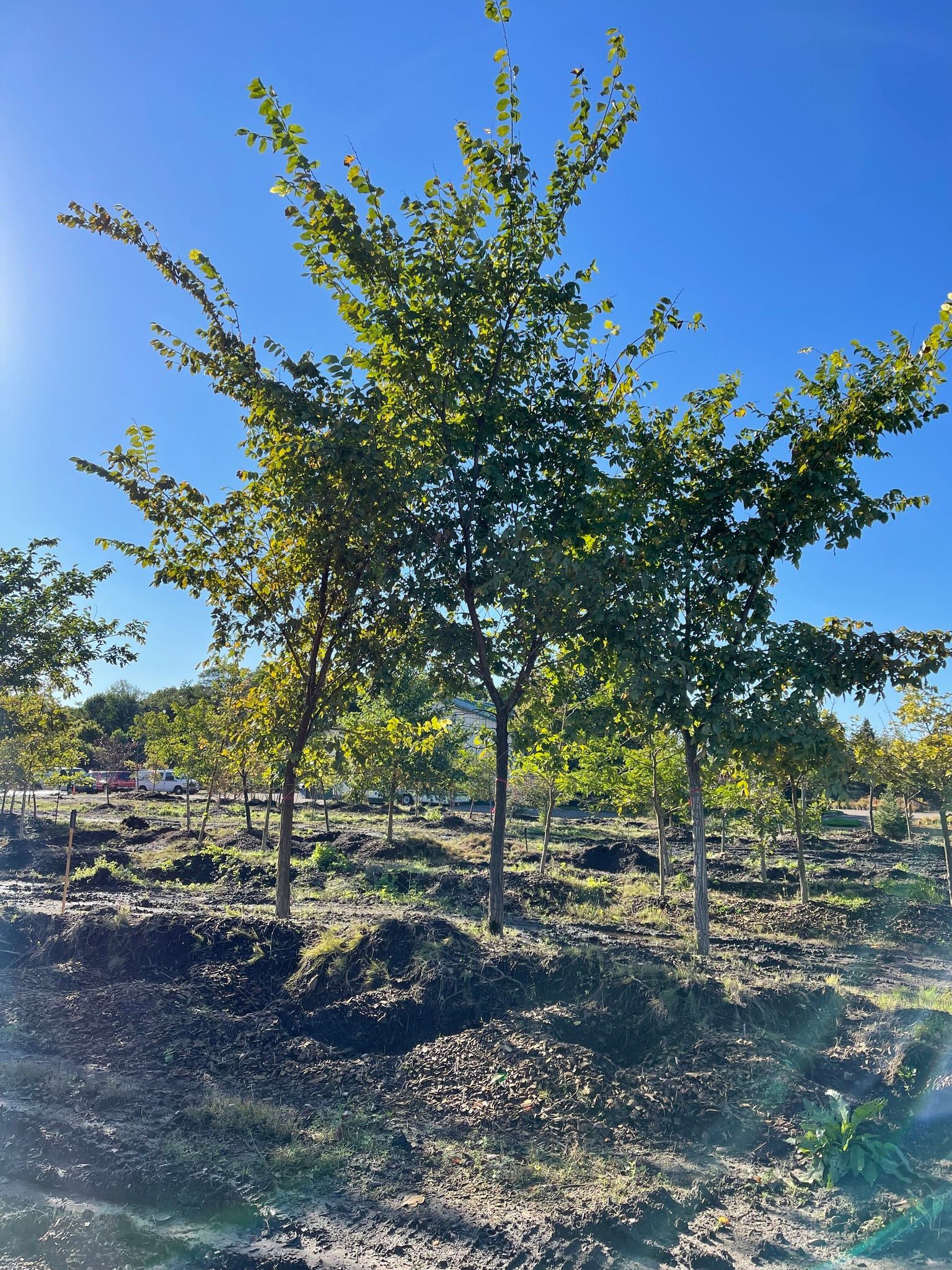 Young tree in a sunny orchard with rows of low vegetation under a clear blue sky.