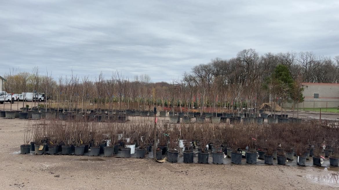 Rows of potted shrubs and small trees in a nursery lot under a cloudy sky