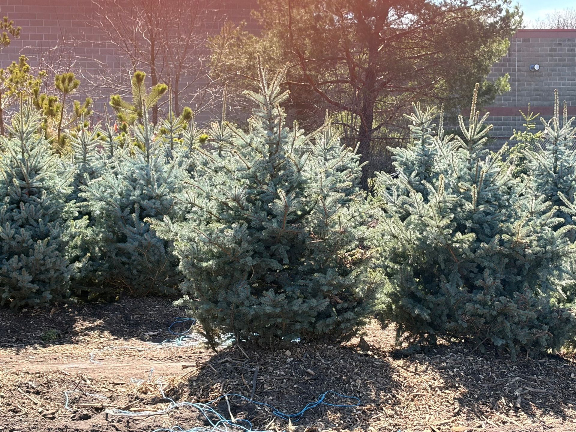 Row of small evergreen trees in a sunny outdoor nursery bed with bare soil
