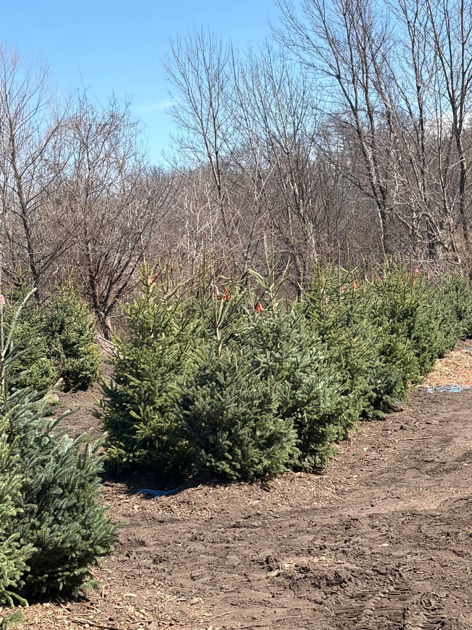 Shrubs and bare trees in a dry field under a clear blue sky