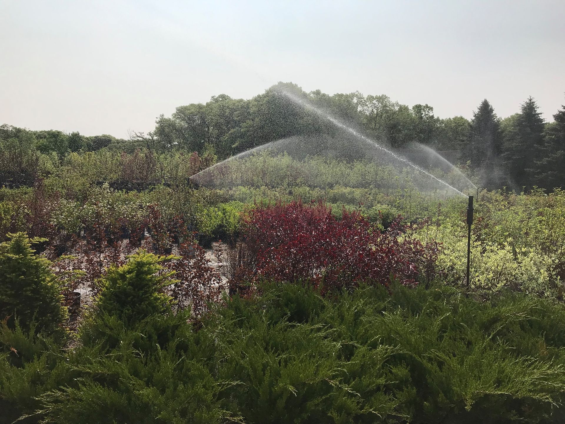 Sprinklers watering a colorful garden with shrubs and trees in the background