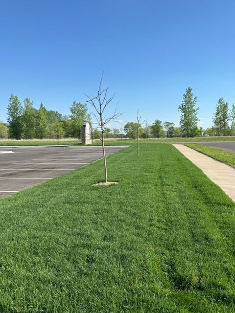Grassy median with a young tree beside an empty parking lot and sidewalk under a clear blue sky