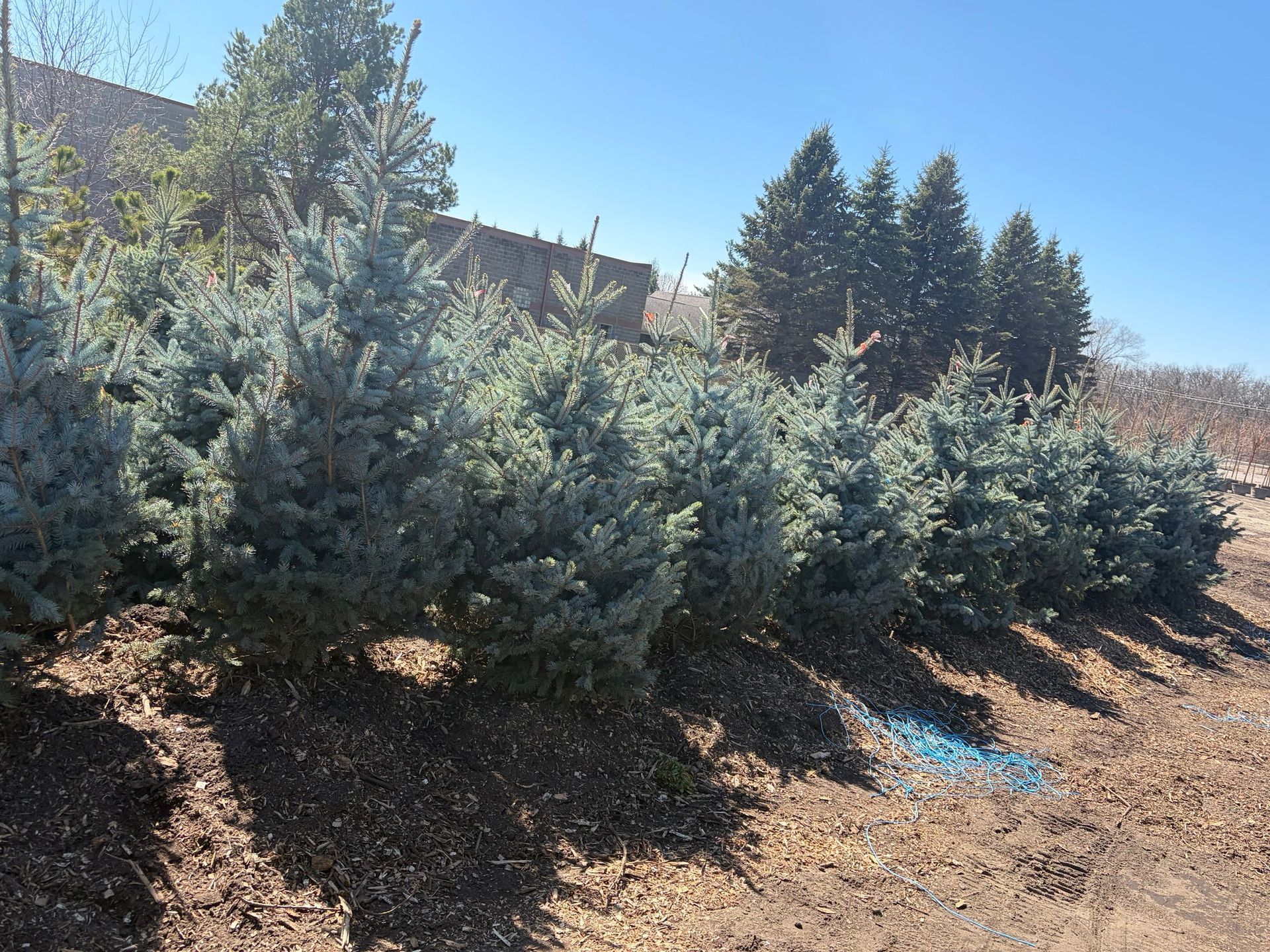 Evergreen trees in a nursery row on a sunny day, with a building in the background.