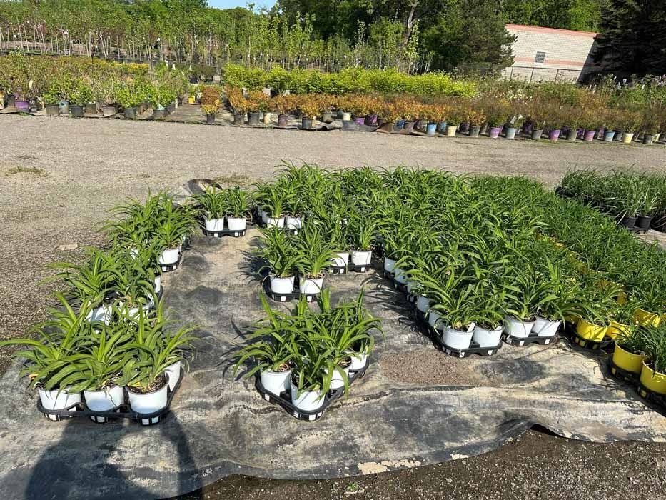 Rows of potted green plants on a nursery bed in an outdoor garden area