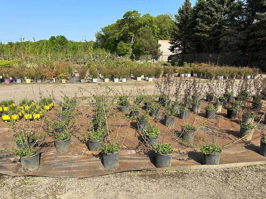 Rows of potted shrubs and flowers in a sunny outdoor nursery