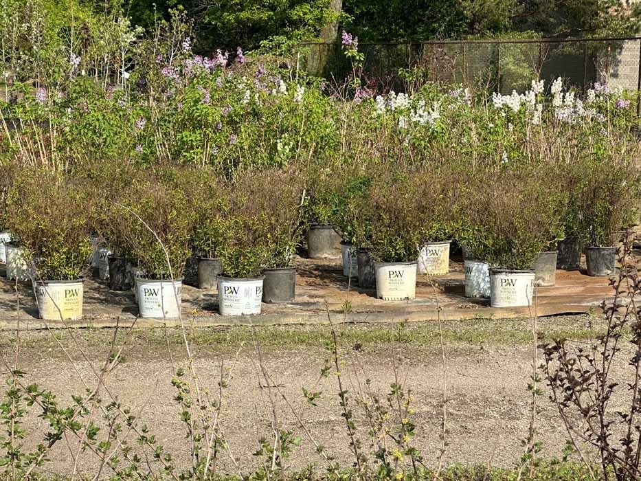 Potted plants lined along a dirt path in a garden, with dense greenery in the background.