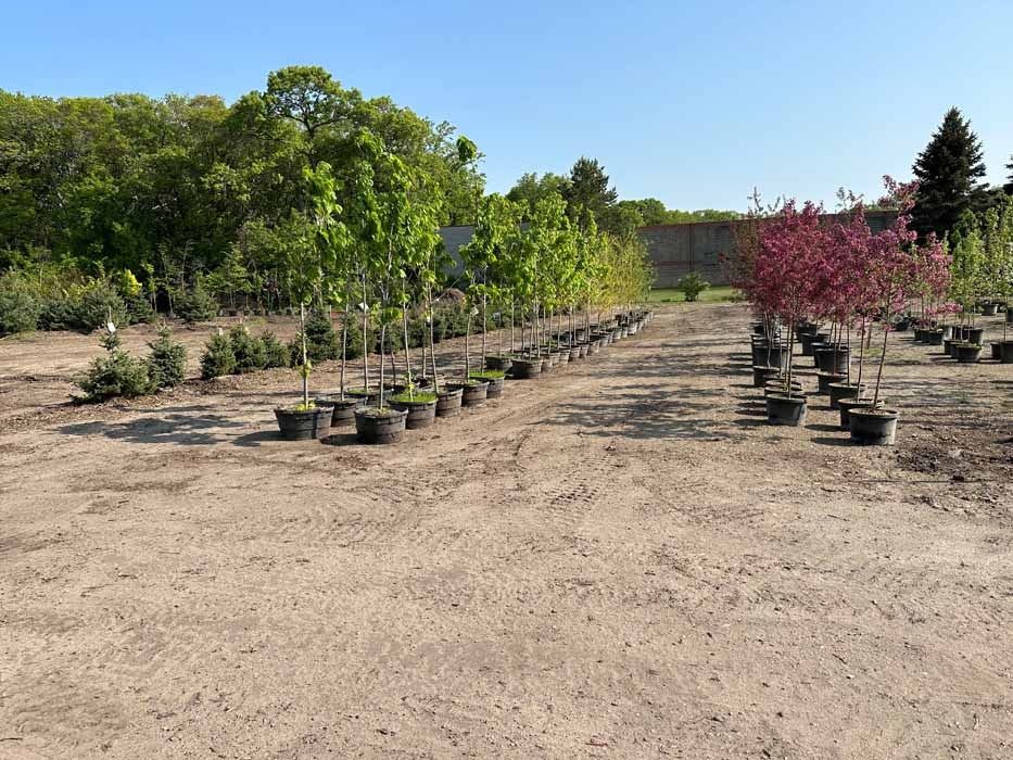 Outdoor nursery with rows of potted trees and shrubs on a dirt lot under a clear sky
