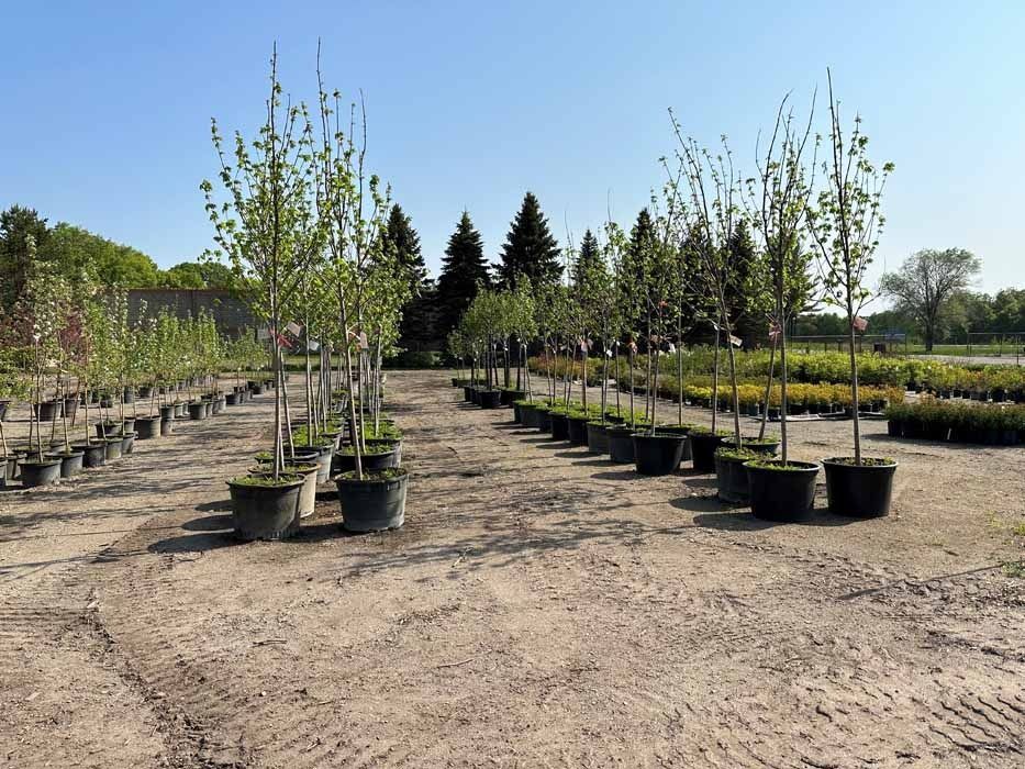 Rows of potted saplings in a nursery on a sunny outdoor lot