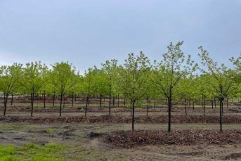 Young trees planted in rows across a muddy orchard under a cloudy sky